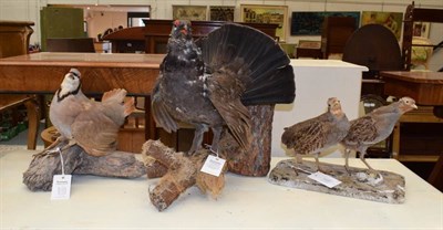 Lot 1333 - Taxidermy: Rock Partridge, Grey Partridge & Black Grouse, modern, all full mounts, mounted upon...
