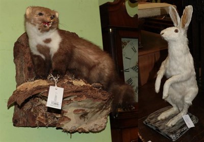 Lot 1389 - Taxidermy: Arctic Hare & Pine Marten, modern, a full mount Pine Marten stood upon a wall...