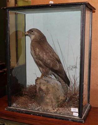 Lot 1403 - Taxidermy: A Cased Common Buzzard (Buteo buteo), circa 1900, full mount stood upon a large faux...