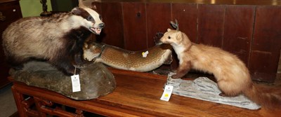 Lot 1405 - Taxidermy: European Badger, Pine Marten & Preserved Pike, modern, a full mount adult Badger...