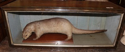 Lot 1408 - Taxidermy: A Early 20th Century European Otter (Lutra lutra), full mount adult with head turning to