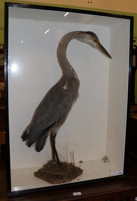 Lot 1409 - Taxidermy: A Cased Victorian Grey Heron (Ardea cinerea), full mount adult with head slightly...