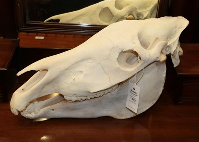 Lot 1462 - Skulls/Anatomy: Burchell's Zebra Skull (Equus quagga), modern, complete bleached skull, 53cm by...