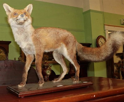 Lot 1467 - Taxidermy fox