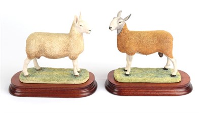 Lot 14 - Border Fine Arts 'Blue Faced Leicester Tup' (Style One), model No. B0149, limited edition...