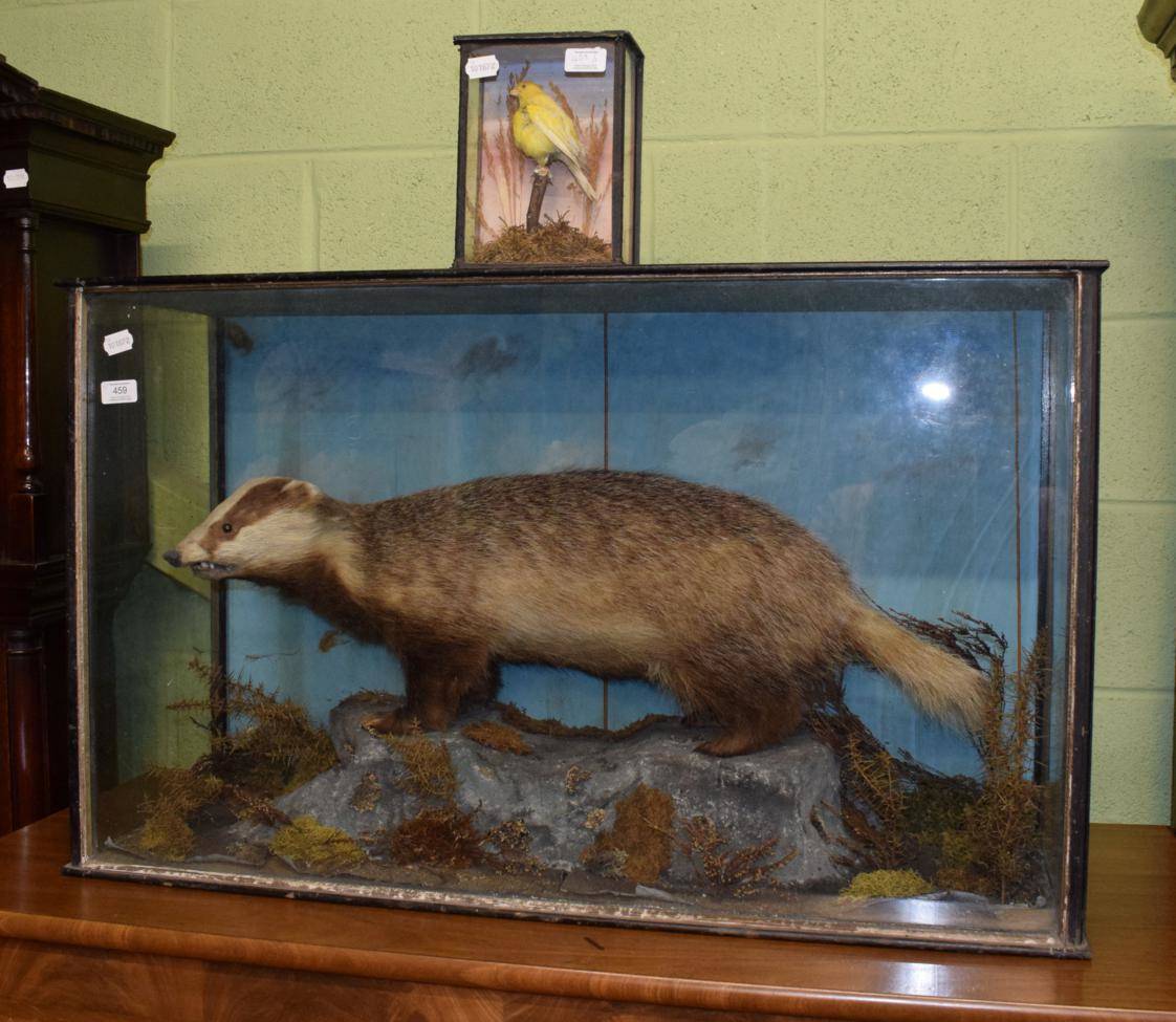 Lot 459 - A Victorian taxidermy badger, with a cased Canary (a.f.)