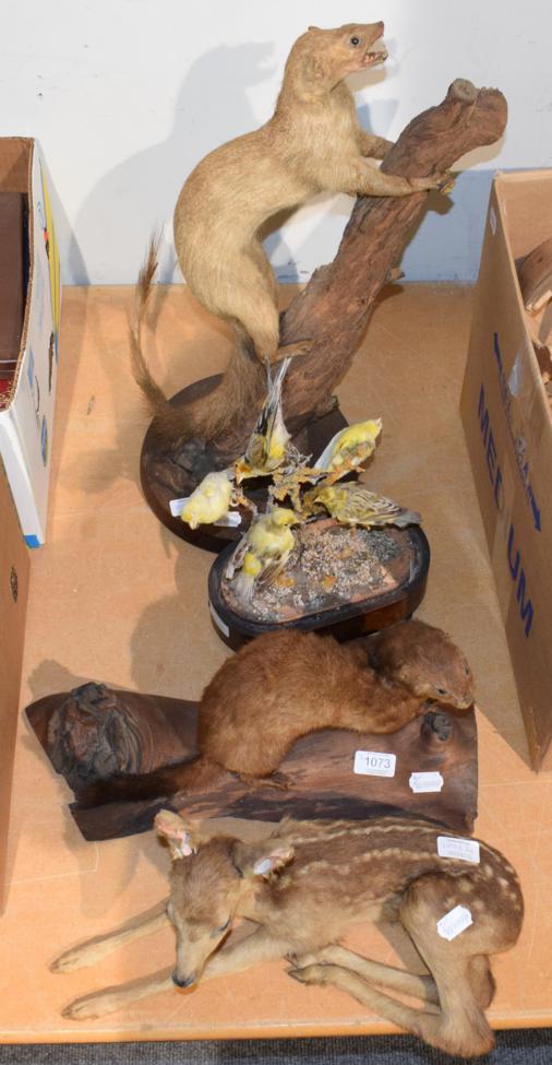 Lot 1073 - Taxidermy: full mount Mongoose climbing up a tree stump, full mount Mink, a Fallow Deer fawn in...