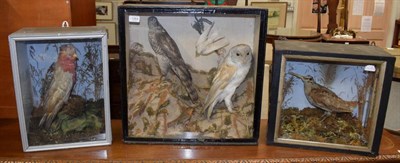 Lot 1264 - Taxidermy: Three cases of Victorian taxidermy to include -a Barn Owl, Robin, Albino Swallow and...