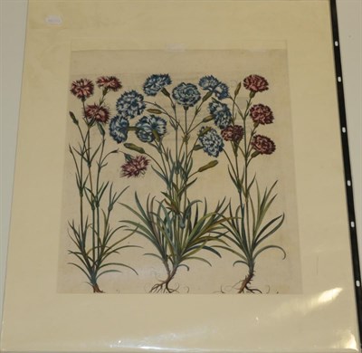 Lot 244 - Besler, Basilius; Kilian, W (fec.)Caryophyllus multiplex, maximus, variegatus [Carnations],...