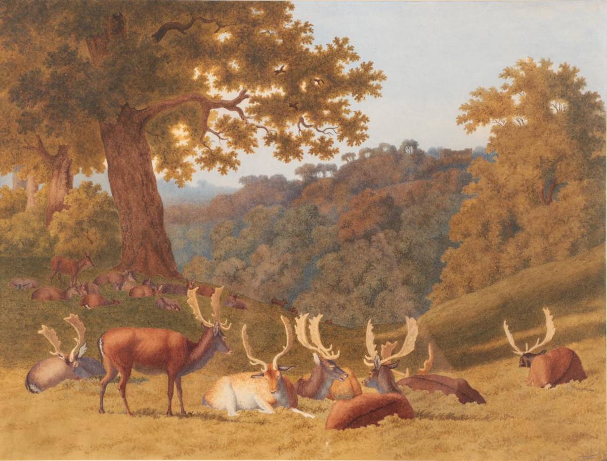 Lot 1008 - Robert Hills O.W.S (1769-1844)  Stags and hinds resting in a parkland landscape Watercolour,...