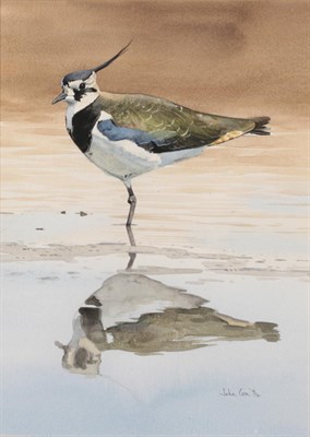 Lot 1016 - John Cox (20th/21st century) Lapwing Signed and dated (19)94, watercolour, 34cm by 24.5cm  Artist's