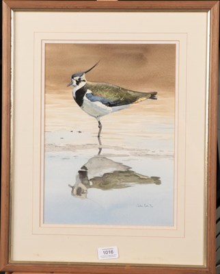 Lot 1016 - John Cox (20th/21st century) Lapwing Signed and dated (19)94, watercolour, 34cm by 24.5cm  Artist's