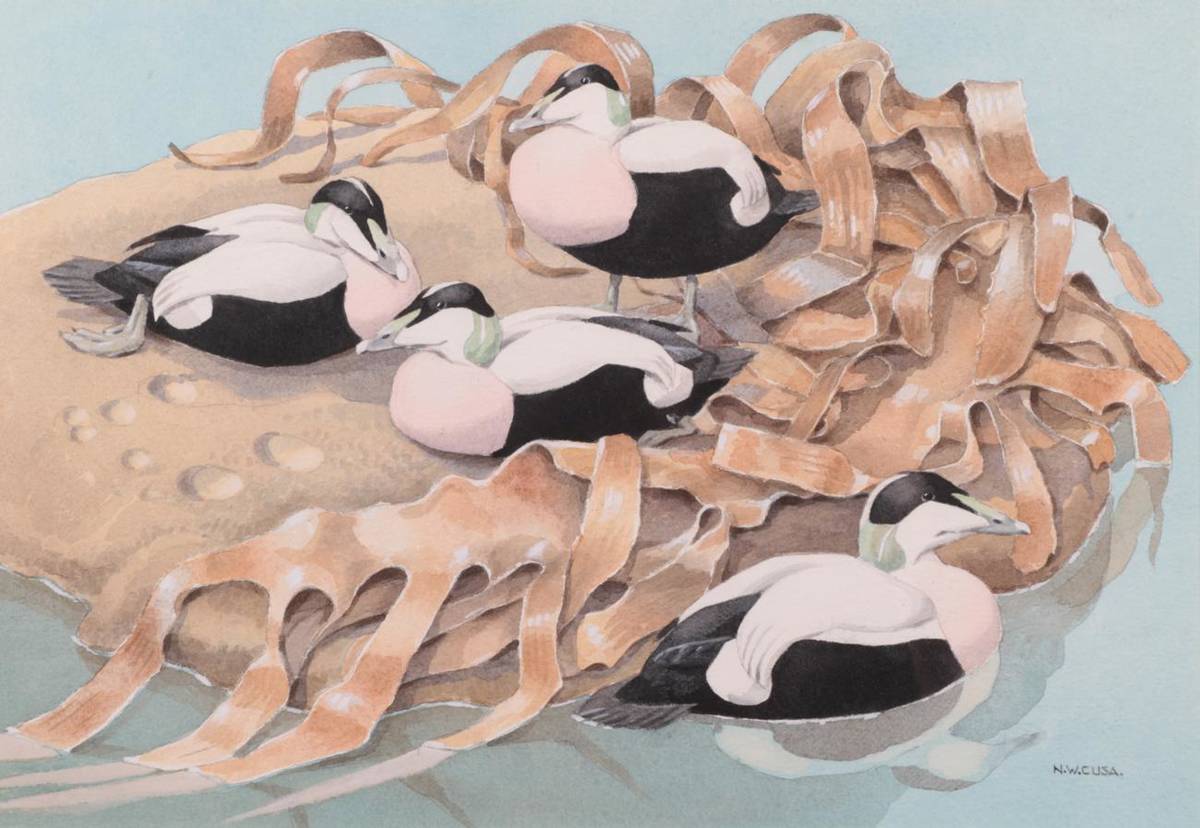 Lot 1018 - Noel Cusa (1909-1990) Eiders Signed, watercolour, together with a further watercolour by the...