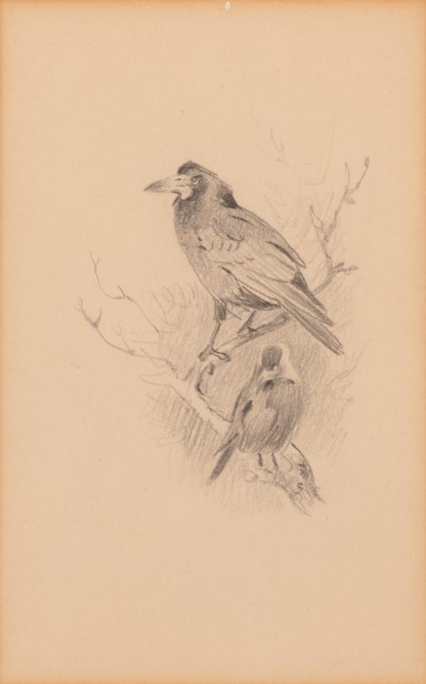 Lot 1053 - Archibald Thorburn (1860-1935) ''Rook and Jackdaw'' Pencil, 15.5cm by 10cm  Provenance: Holland and