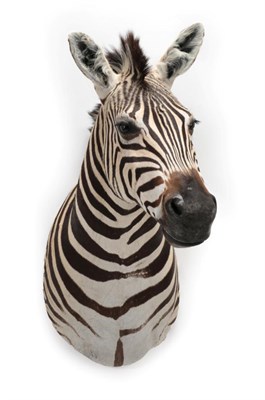 Lot 1566 - Taxidermy: Burchell's Zebra (Equus quagga), modern, a superb quality shoulder mount with head...
