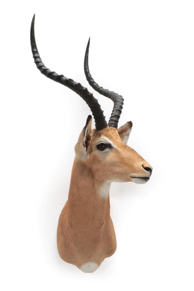 Lot 1567 - Taxidermy: Common Impala (Aepyceros melampus), modern, high quality shoulder mount with head...