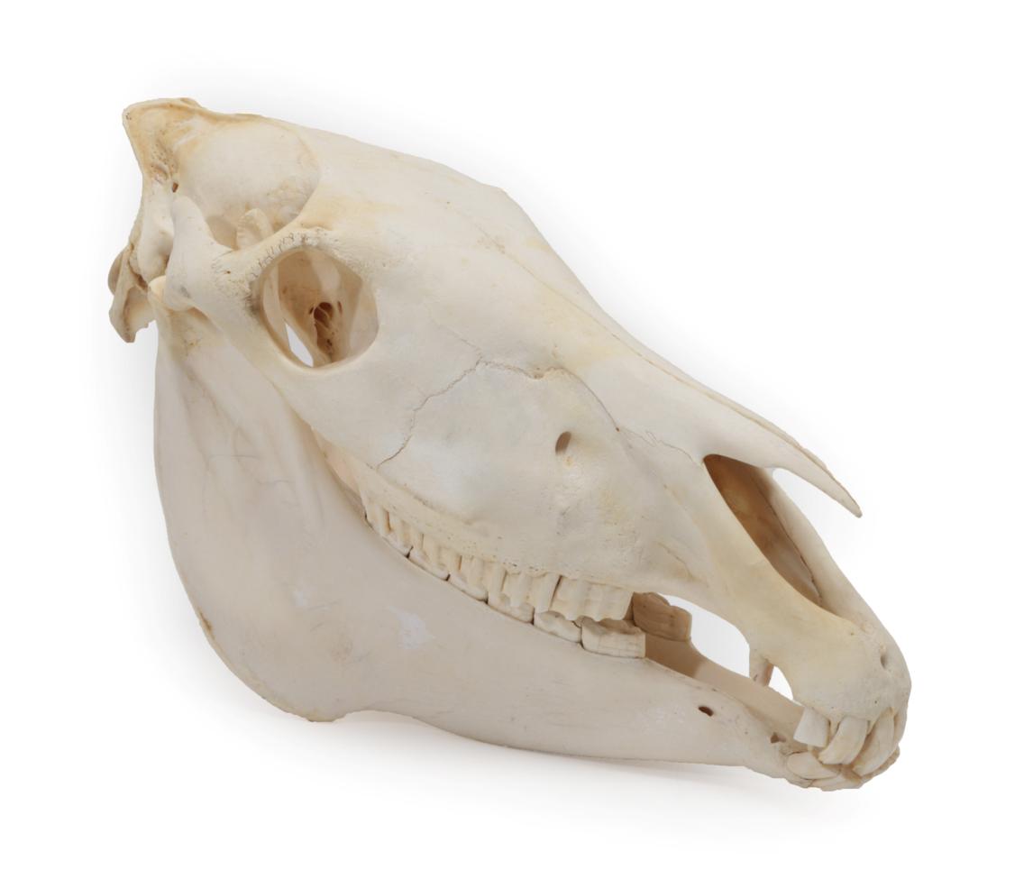 Lot 1570 - Skulls/Anatomy: Burchell's Zebra Skull (Equus quagga), modern, complete bleached skull, 52cm by...