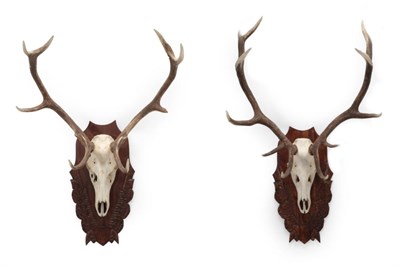Lot 1572 - Antlers/Horns: Two Pairs of European Red Deer Antlers (Cervus elaphus), circa late 20th...