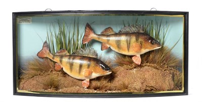 Lot 1574 - Taxidermy: A Cased Pair of Perch (Perca fluviatilis), circa 2000, by Barry Williams,...