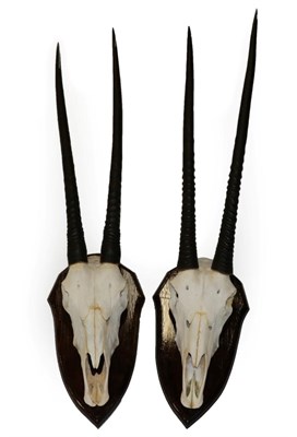 Lot 1576 - Horns/Antlers: Gemsbok Oryx (Oryx gazella gazella) circa late 20th century, two pairs of horns...