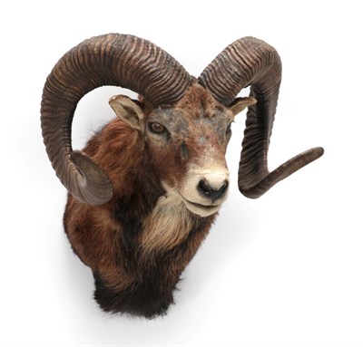 Lot 1577 - Taxidermy: European Mouflon (Ovis aries musimon), circa late 20th century, adult shoulder mount...