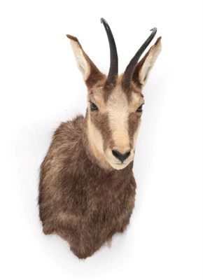 Lot 1578 - Taxidermy: Alpine Chamois (Rupicapra rupicapra), circa late 20th century, adult shoulder mount with