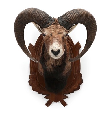 Lot 1580 - Taxidermy: European Mouflon (Ovis aries musimon), circa late 20th century, adult shoulder mount...