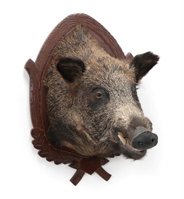 Lot 1581 - Taxidermy: European Wild Boar (Sus scrofa), circa late 20th century, head mount on shield...