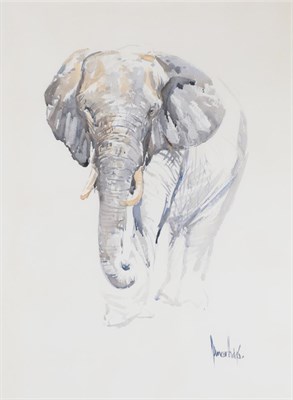 Lot 3049 - Spencer Hodge (b.1943) Study of an elephant Signed, watercolour, 75cm by 53cm  Artist's Resale...