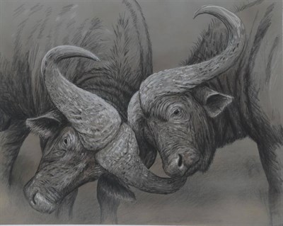 Lot 3111 - Robert E Fuller (b.1972) A pair of Buffalo in a tustle Signed, dated 2005, pencil and acrylic, 47cm