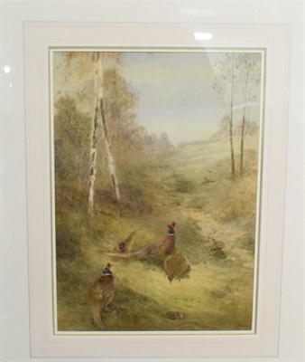 Lot 449 - James Stinton, Pheasants in a woodland, signed watercolour 35cm by 25cm