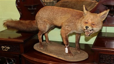 Lot 1148 - Taxidermy: Red Fox Full Mount (Vulpes vulpes), circa 1960, in the style of Peter Spicer, full mount