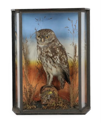 Lot 1 - Taxidermy: A Victorian Cased Little Owl (Athene nuctua), by S.A. Hobbs, Taxidermist, 2 Norman...