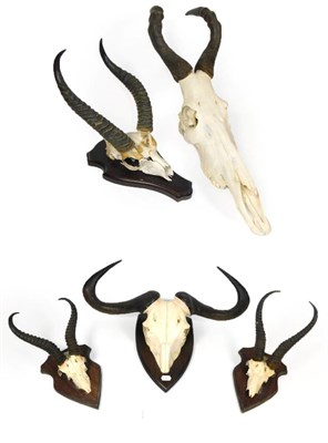 Lot 3 - Antlers/Horns: A Selection of African Hunting Trophy Skulls, a varied selection of horns on...