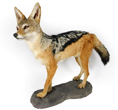 Lot 4 - Taxidermy: Black-Backed Jackal (Canis mesomelas), modern, a high quality full mount stood upon...