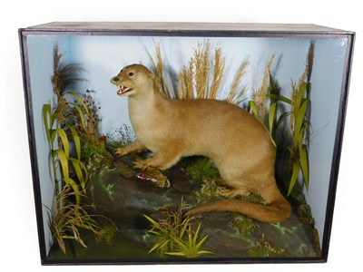 Lot 5 - Taxidermy: A Large Cased Eurasian Otter (Lutra lutra), by T.E. Gunn, 86 St Giles Street, Norwich, a
