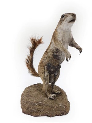Lot 7 - Taxidermy: Southern Ground Squirrel (Xerus inauris), modern, a full mount stood upon its hind...