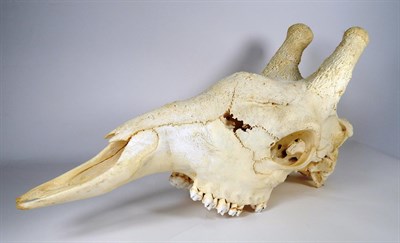 Lot 8 - Skulls/Anatomy: Southern Giraffe Skull (Giraffa giraffa), modern, a large full upper skull,...