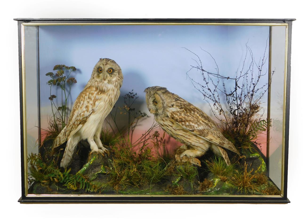 Lot 9 - Taxidermy: A Late Victorian Cased Long-Eared Owl and Short-eared Owl, by W. Lowne, Naturalist,...