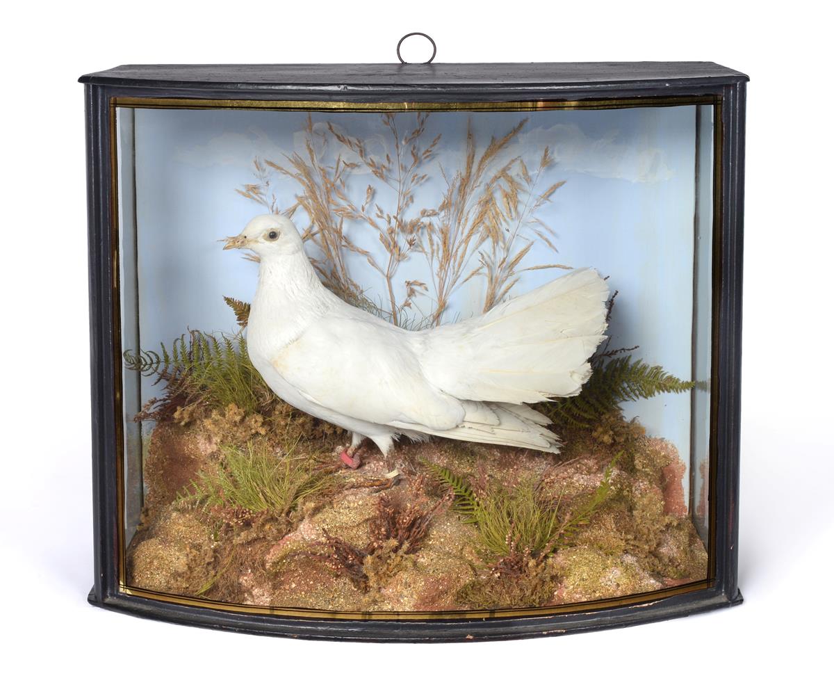 Lot 10 - Taxidermy: A Cased White Fantail Pigeon (Columba livia), by John Cooper & Son's, 28 Radnor...