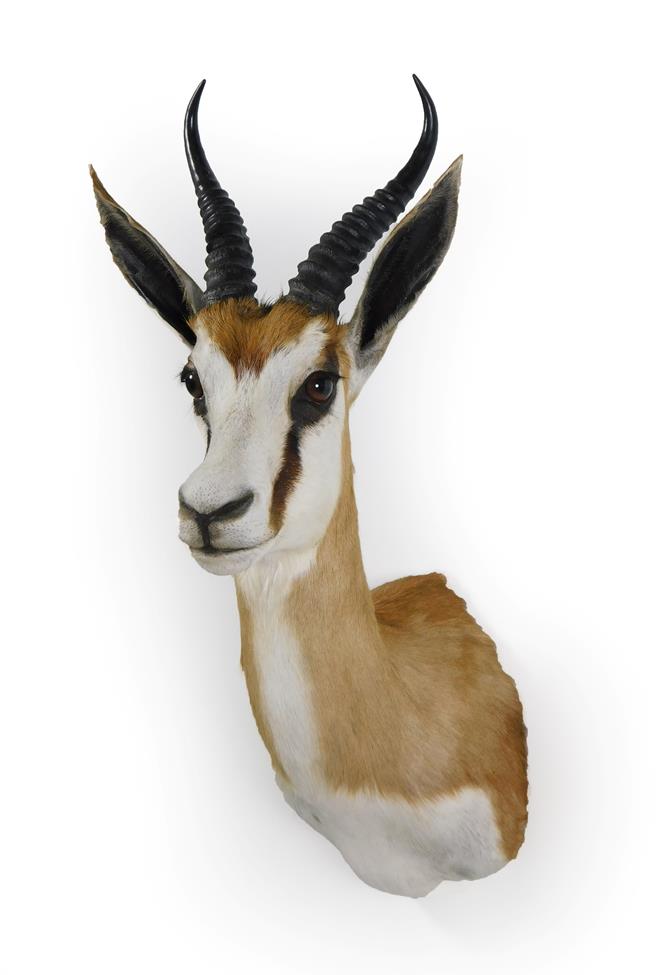 Lot 11 - Taxidermy: South African Springbok