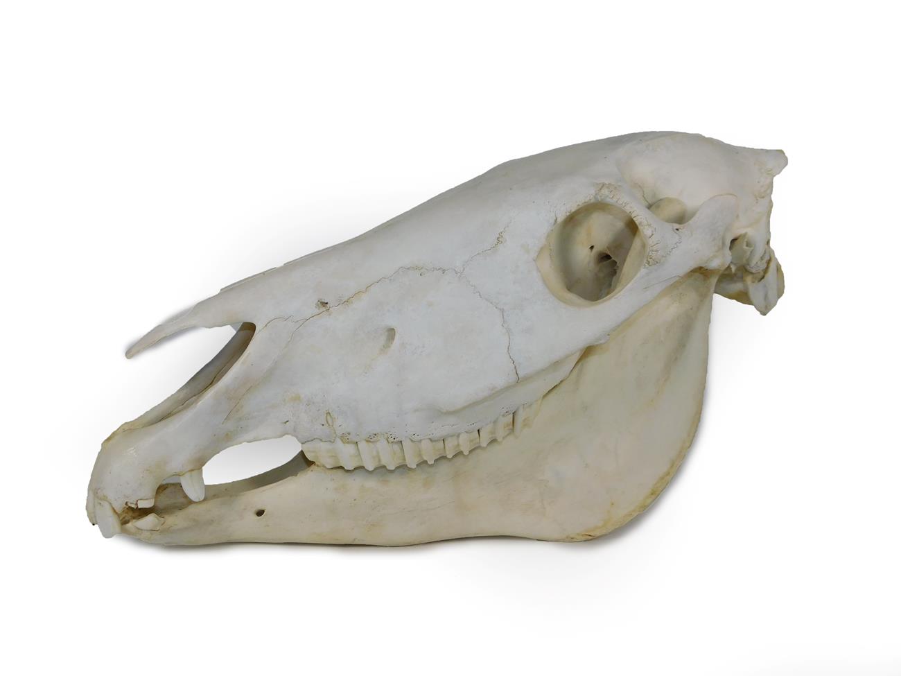 Lot 12 - Skulls/Anatomy: Burchell's Zebra Skull (Equus quagga), modern, complete bleached skull, 46cm by...