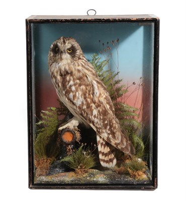 Lot 13 - Taxidermy: A Cased Short-Eared Owl (Asio flammeus), by John Cooper & Sons, 28 Radnor Street, St...