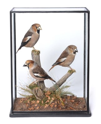 Lot 14 - Taxidermy: A Case of Three Hawfinches (Coccothraustes coccothraustes), modern, by John Burton,...