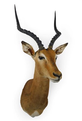 Lot 15 - Taxidermy: Common Impala (Aepyceros melampus), modern, high quality shoulder mount looking straight