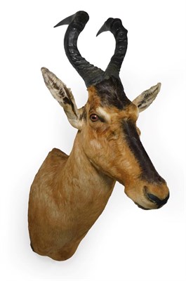 Lot 16 - Taxidermy: Red Hartebeest (Alcelaphus caama), modern, large high quality shoulder mount, with...
