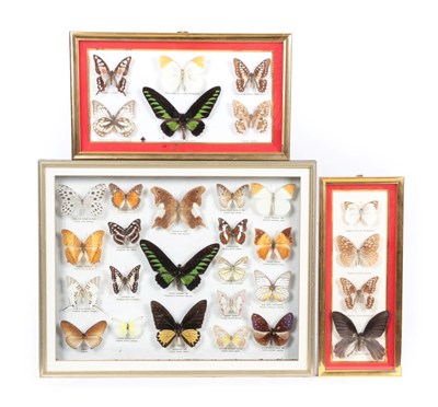 Lot 19 - Entomology: Three Framed Displays of Asian Tropical Butterflies, circa 1970-1980, a collection...