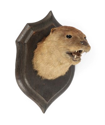 Lot 20 - Taxidermy: Eurasian Otter Mask (Lutra lutra), circa 1920, by Rowland Ward, 166 Piccadilly,...