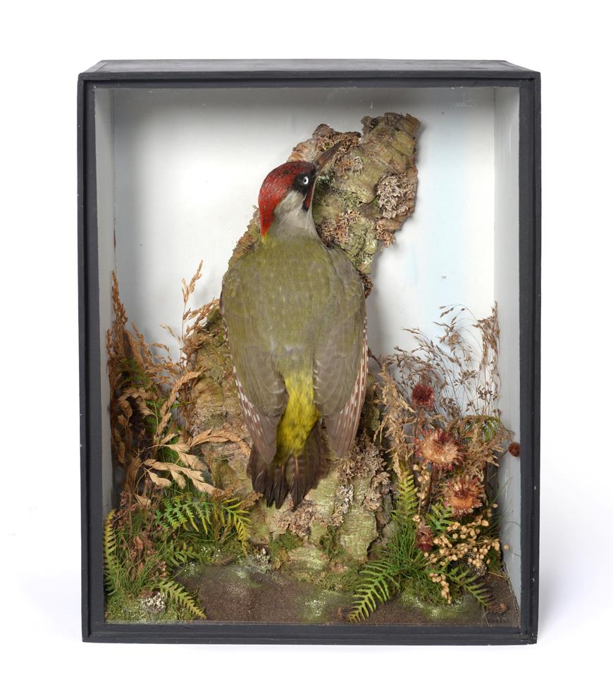 Lot 21 - Taxidermy: A Victorian Cased Green Woodpecker (Picus viridis), by T.E. Gunn, 86 St Giles...