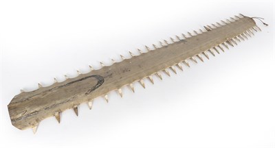 Lot 23 - Taxidermy: Large Sawfish Rostrum (Pristidae spp), circa early 20th century, 60 teeth, 108.5cm long